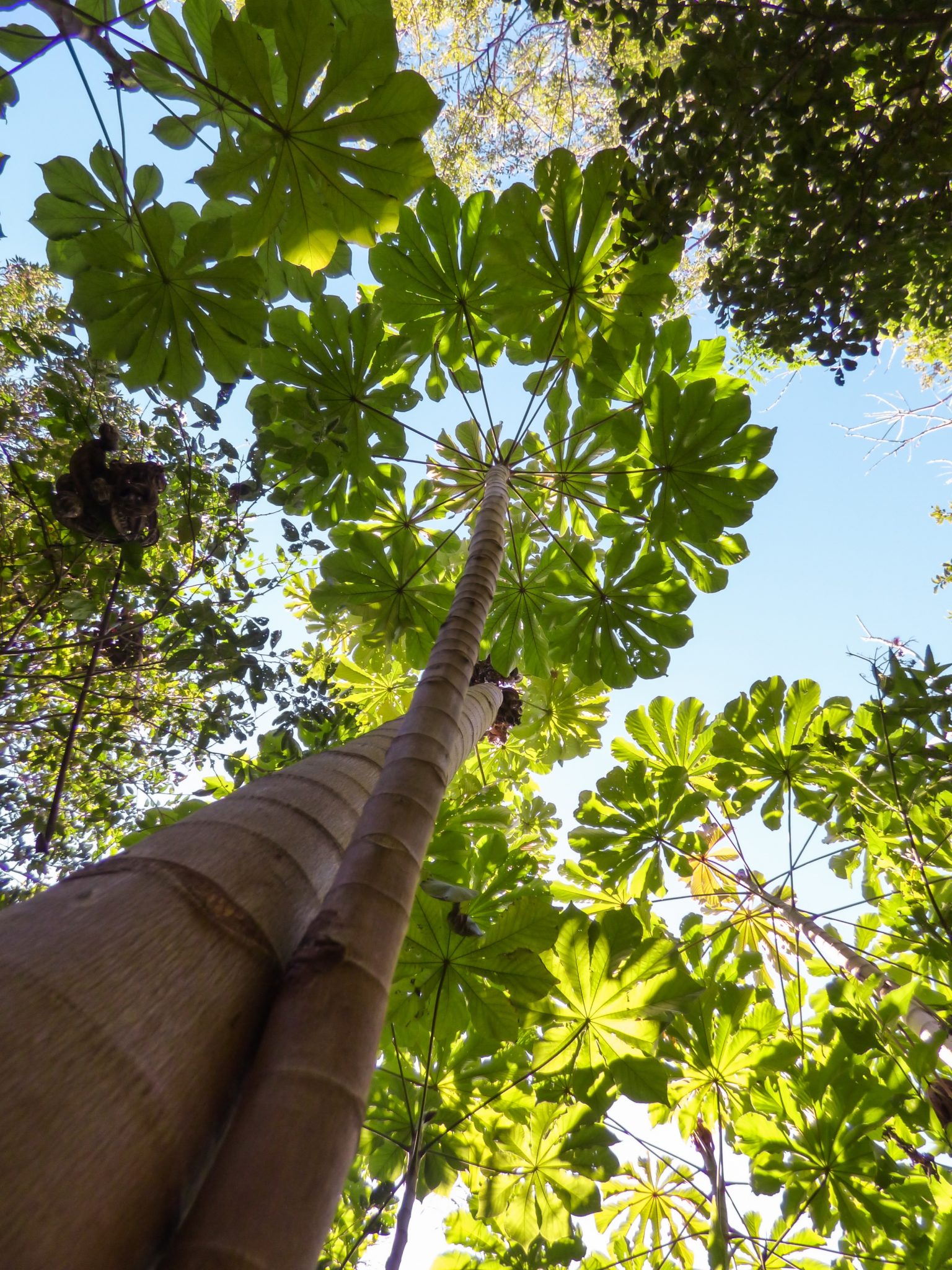 Espécie Pioneira Ecologia Infoescola 0174