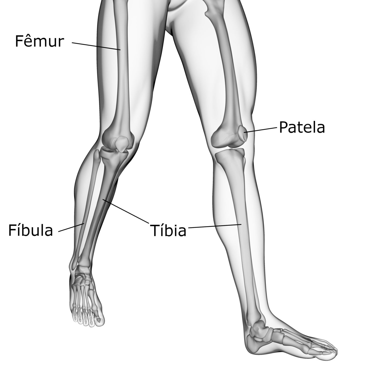 Ossos Da Perna Nomes Dos Ossos Dos Membros Inferiores Anatomia InfoEscola