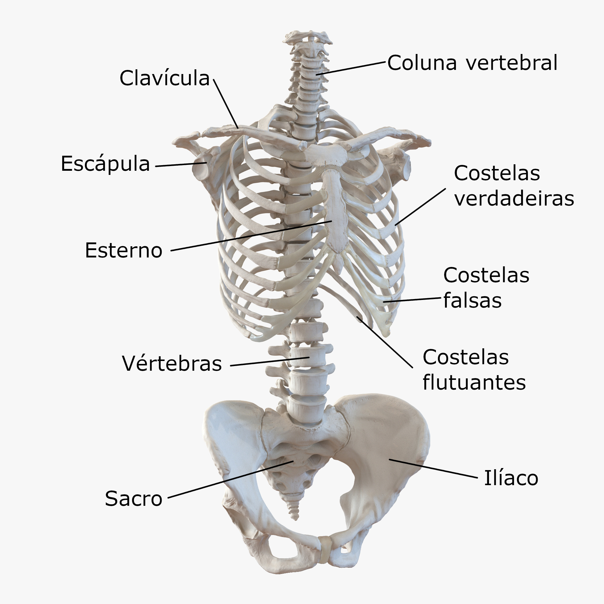 Sistema esquelético: ossos e articulações - Brasil Escola