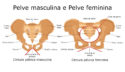 Pelve Anatomia Da Pelve Biologia Infoescola