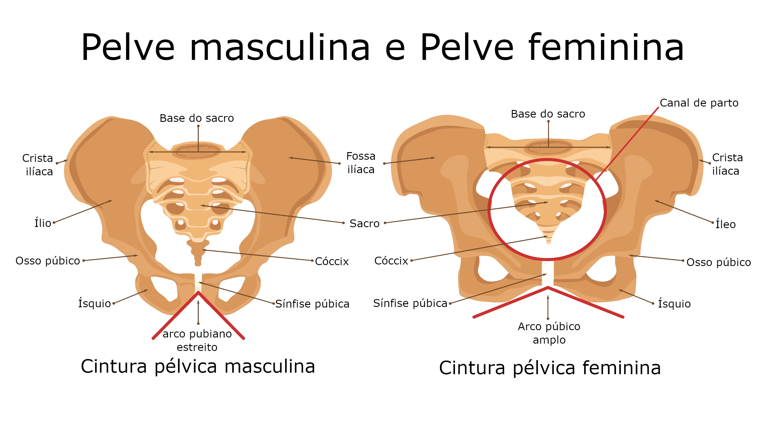 CINTURA PÉLVICA - Anatomia I