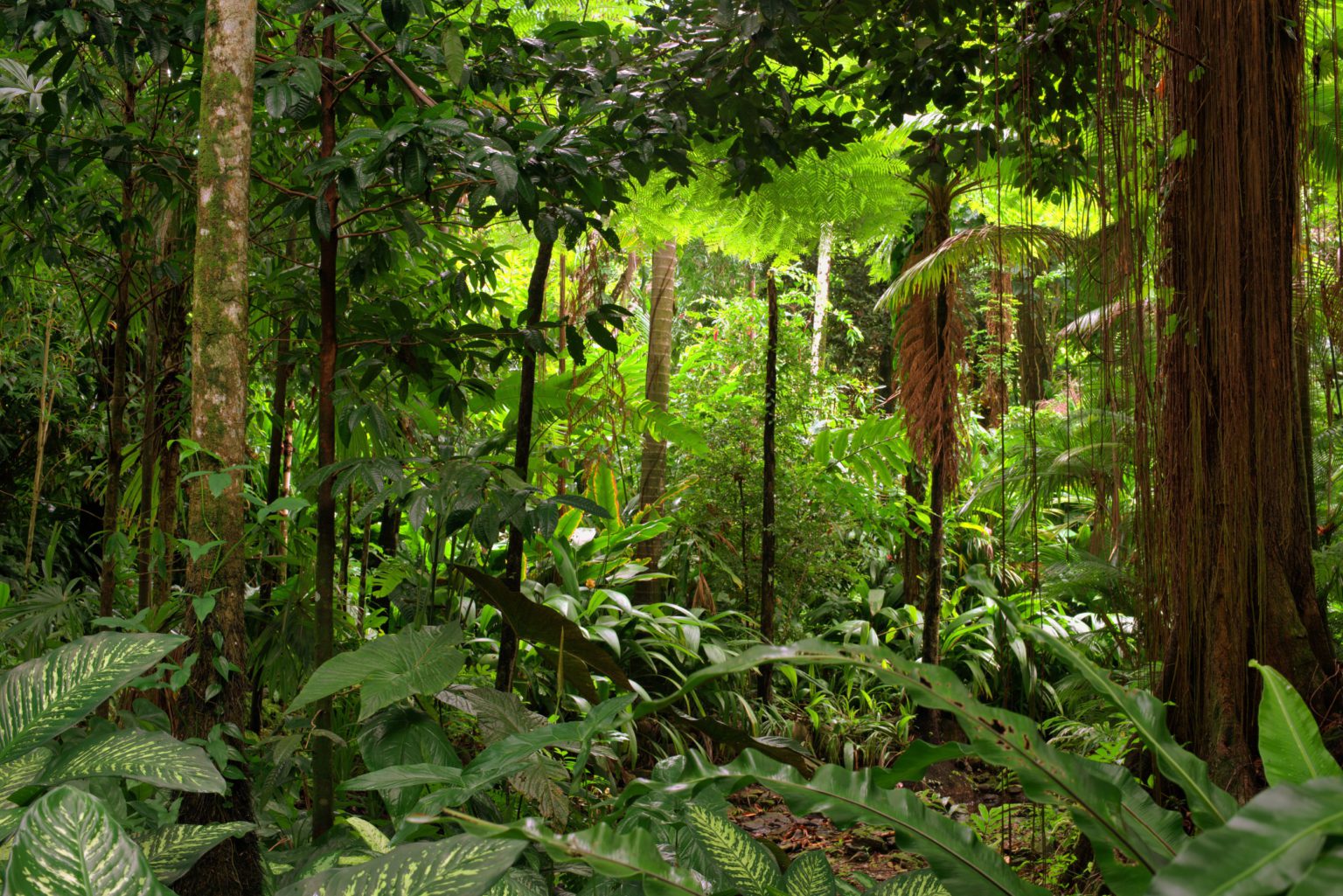 H Bito De Uma Planta Portes Das Plantas Biologia Infoescola