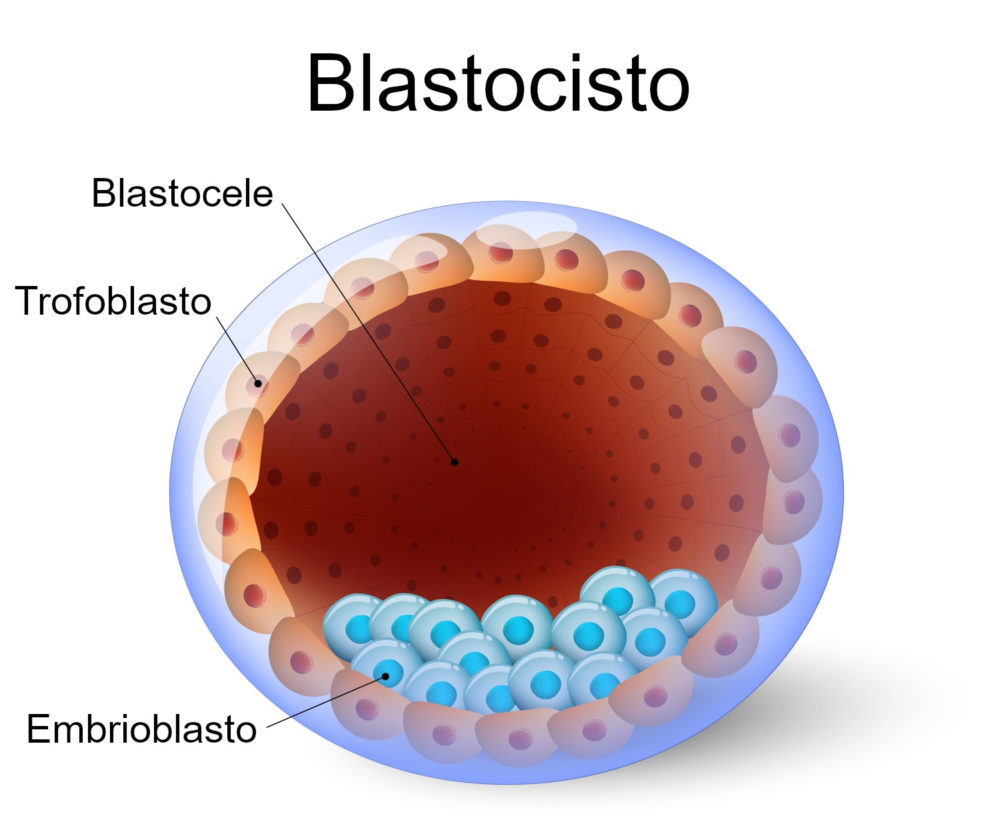 blástula ou blastocisto embriologia infoescola