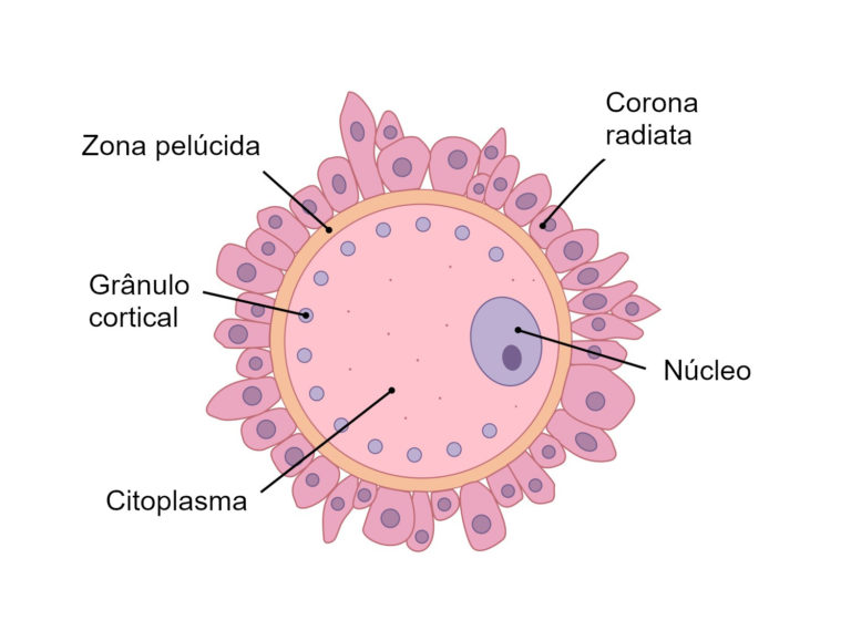 zona-pel-cida-o-que-fun-o-caracter-sticas-biologia-infoescola